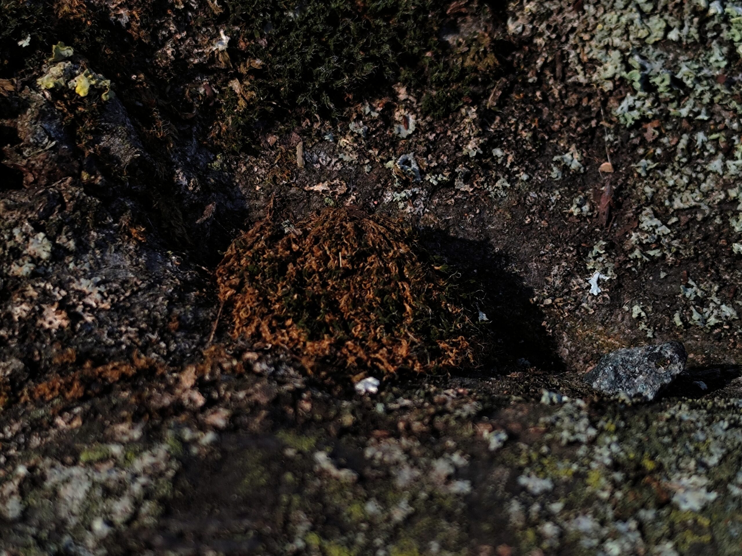 Wither,Sprout,Bloom…